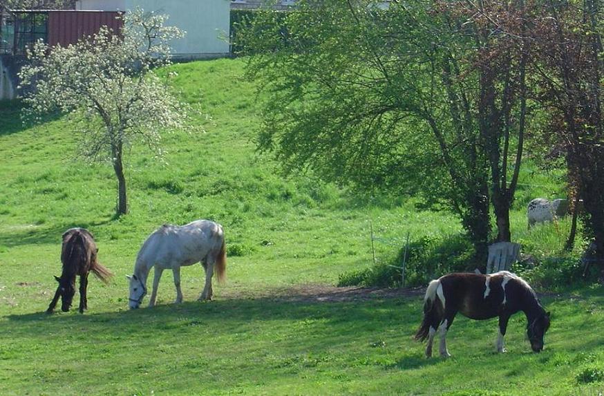 On peut apercevoir de nombreux chevaux en se promenant dans la commune